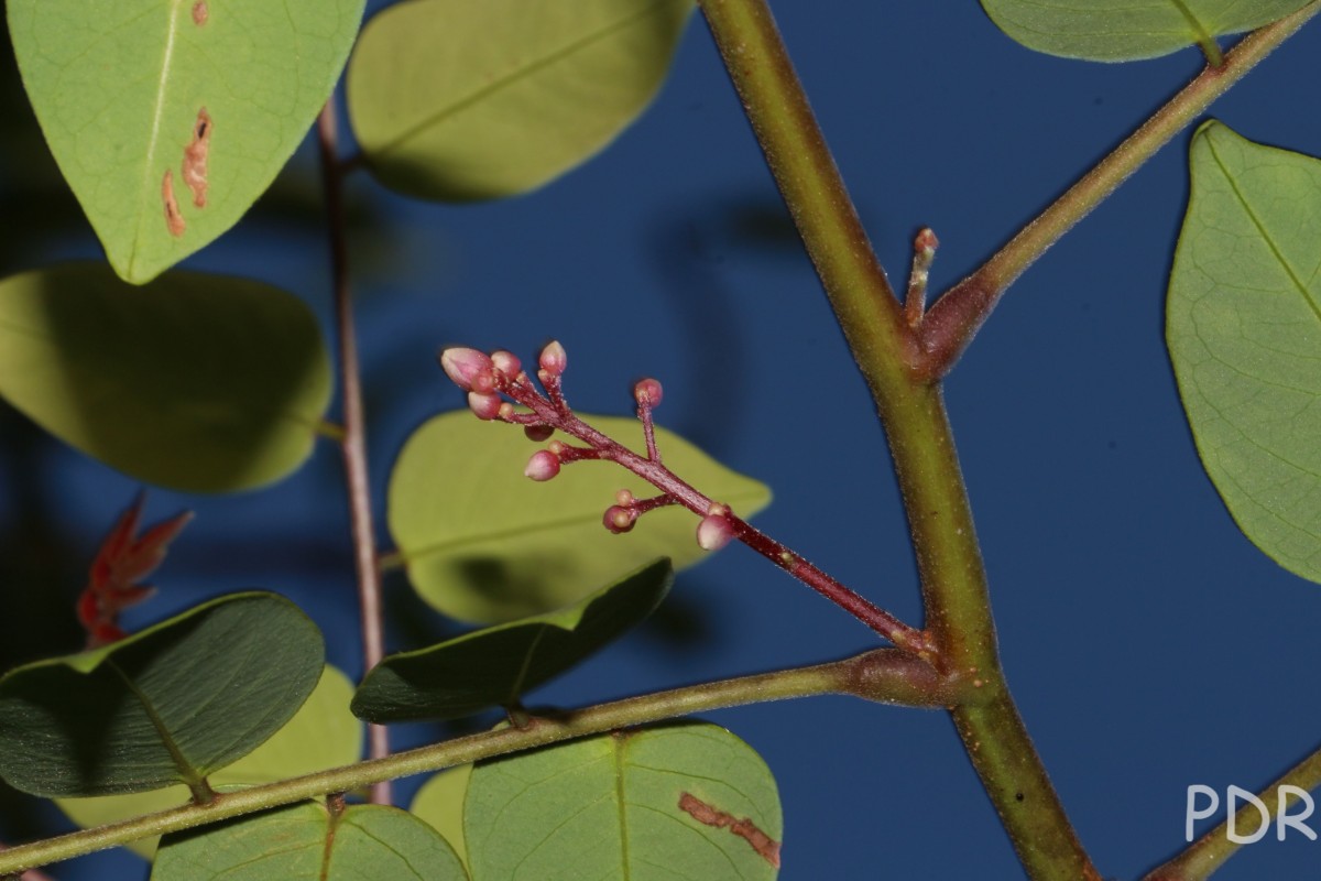 Averrhoa carambola L.